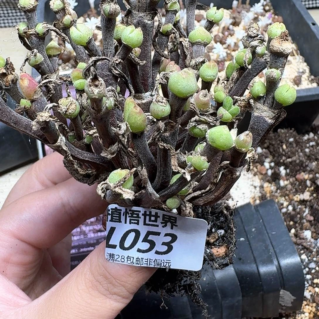 多肉植物的润泽我的gg