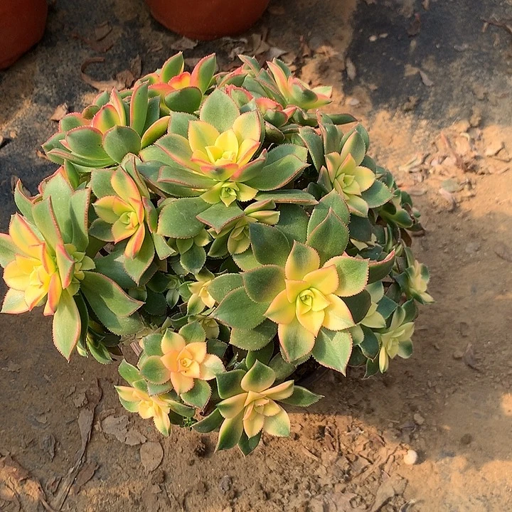 @*多肉植物艳日辉19