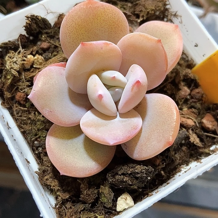 多肉植物韩版奶茶569