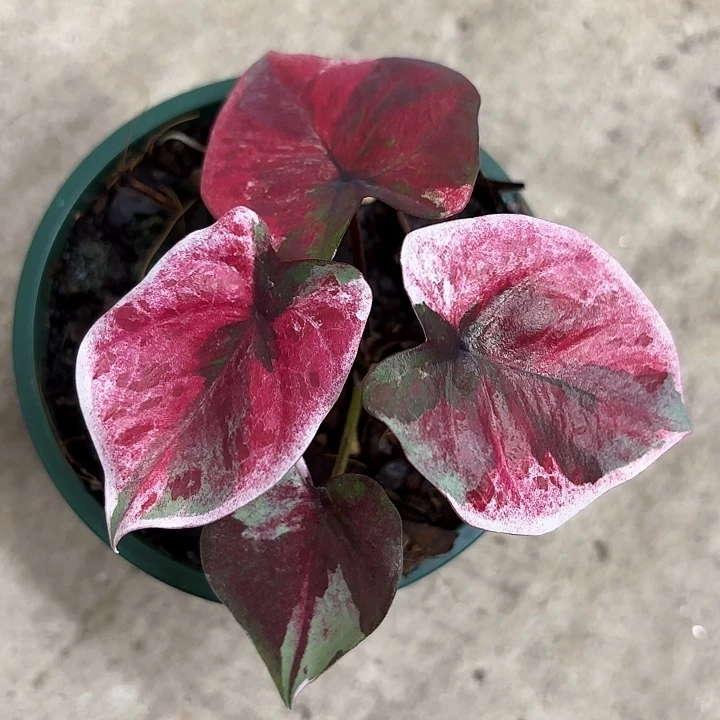 83-1107变异魔广东现货