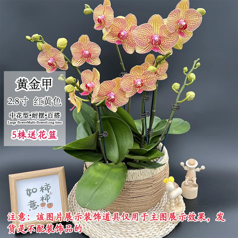 【黄金甲】经典百搭好养活品种蝴蝶兰中花型室内客厅桌面好养绿植