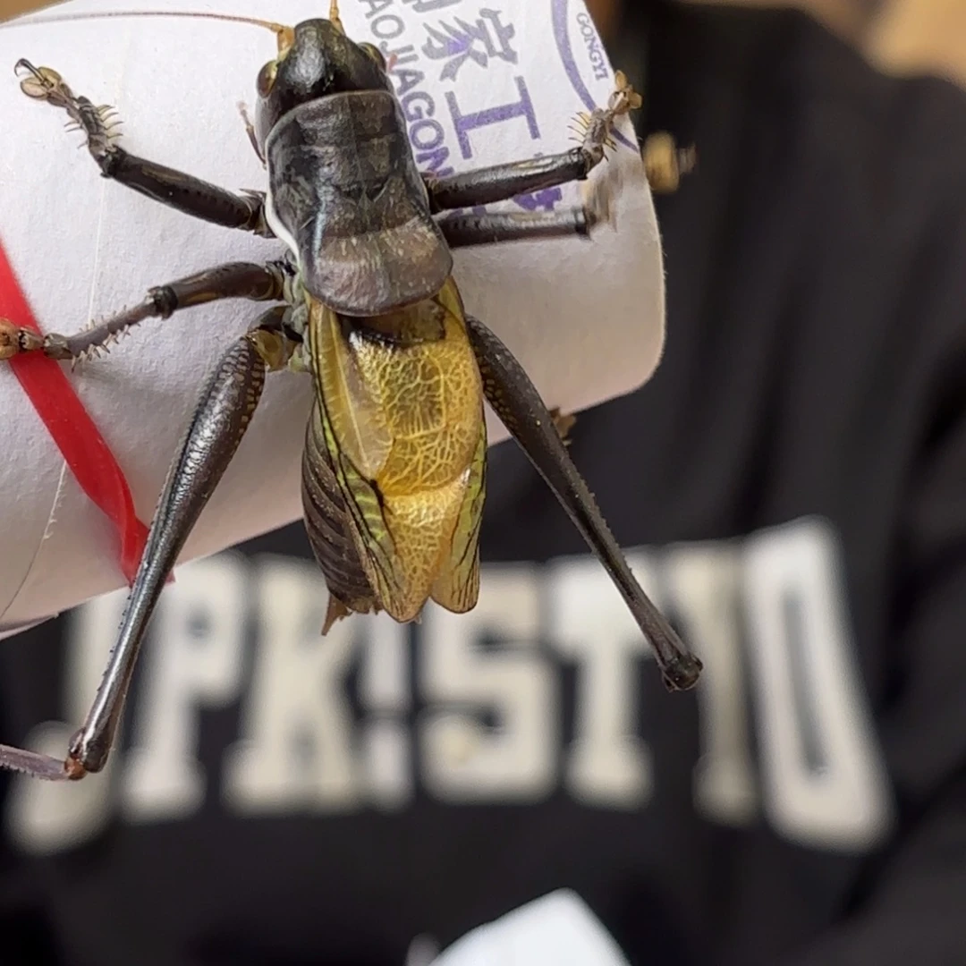 其***实蝈蝈蝈蝈福福价格