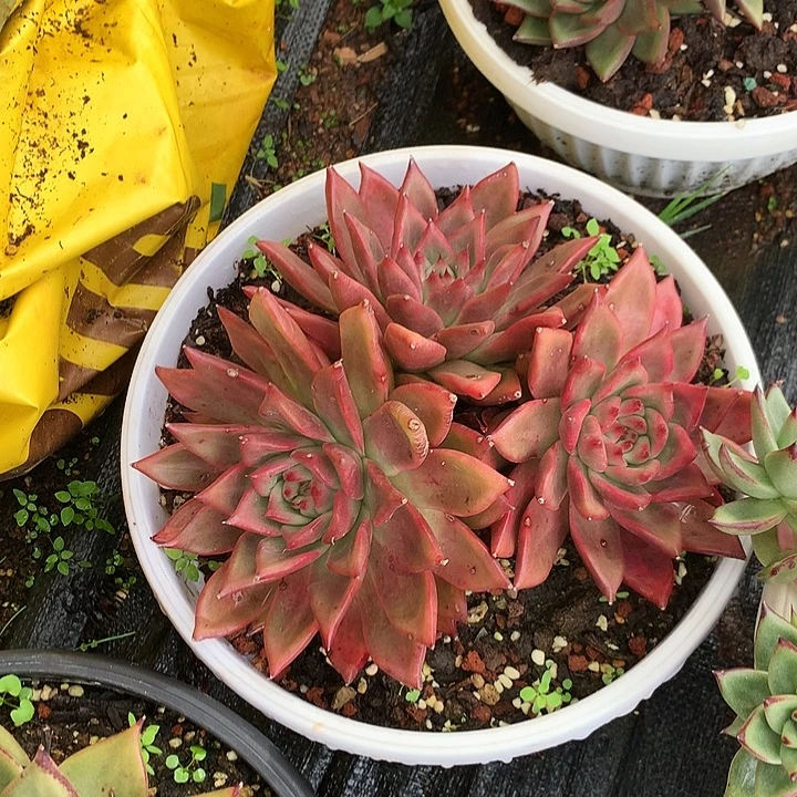 美肉特价活动开始了