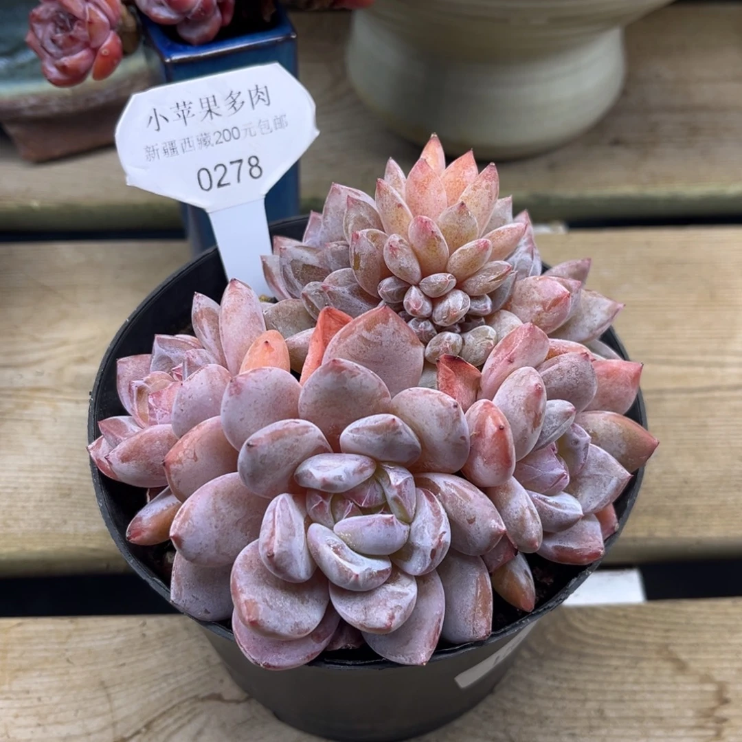 粉底紫心缀278/11cm