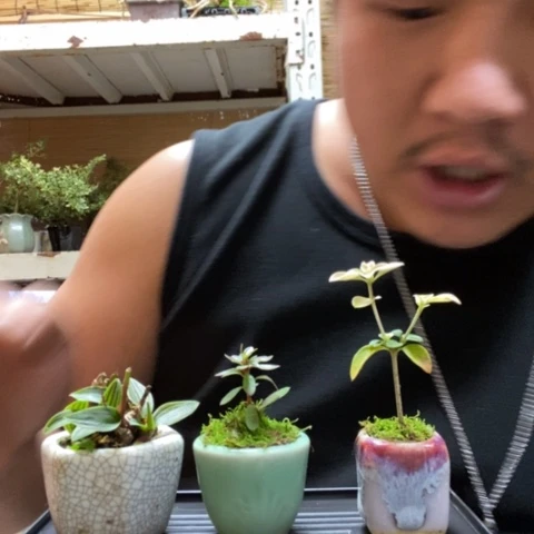 红陶一物一拍所见即所得269