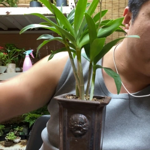 红陶一物一拍所见即所得156