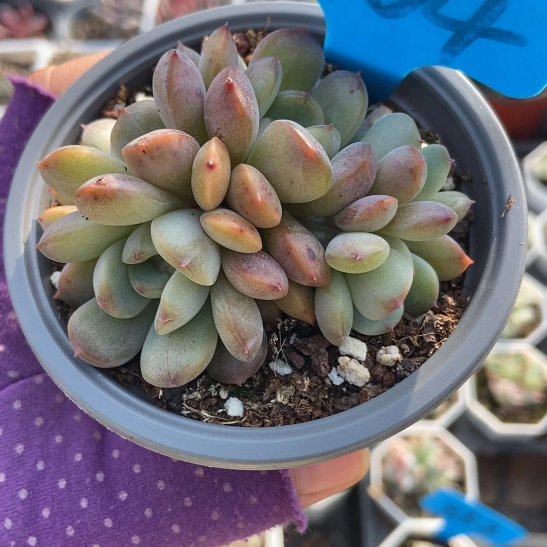 964红恋多肉植物多肉