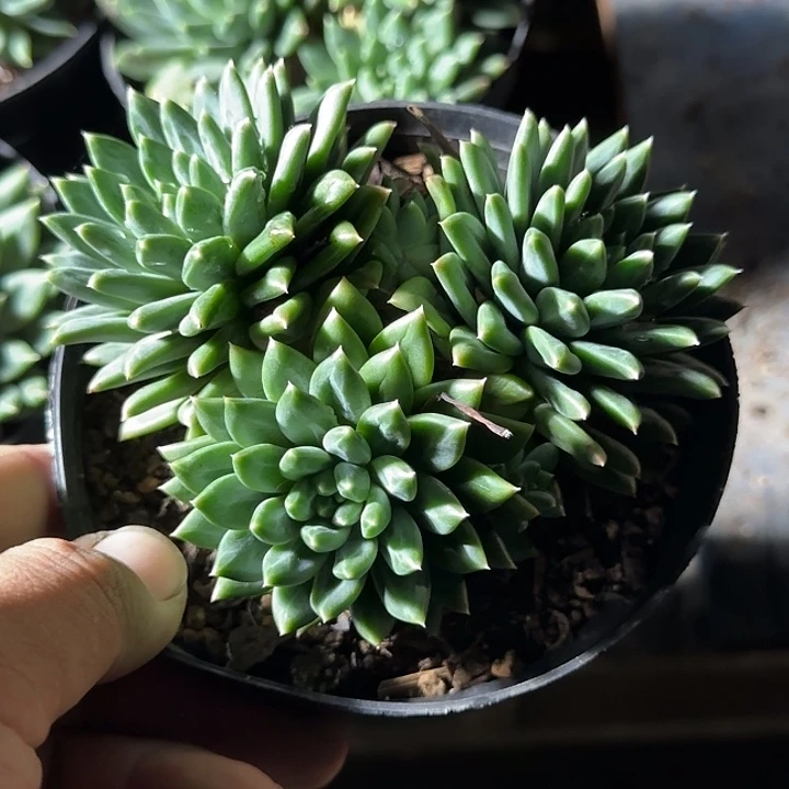 s***u陨石惊鸿一物一拍包装收缩花旱