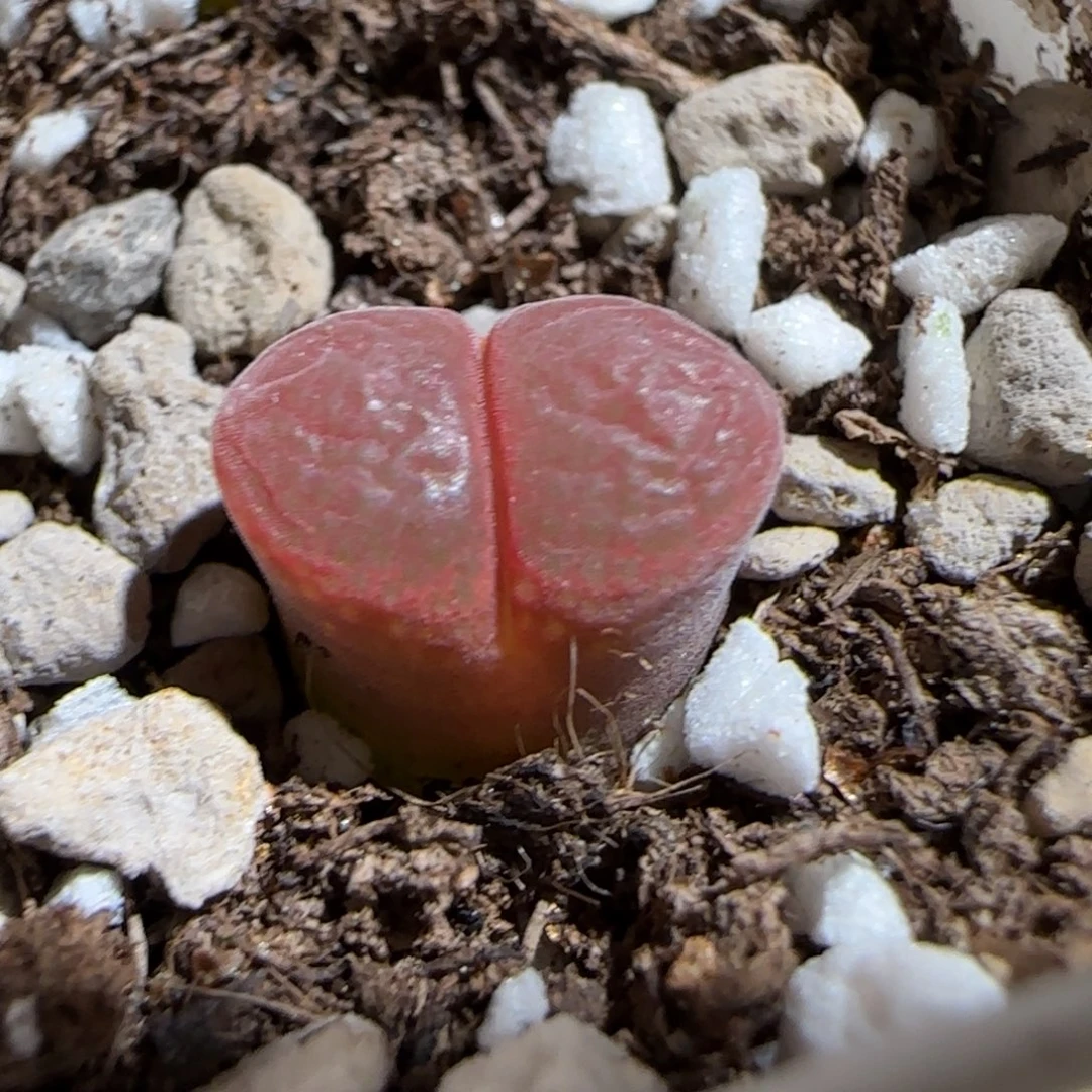 肉锥多肉植物组合-极红矮胖730