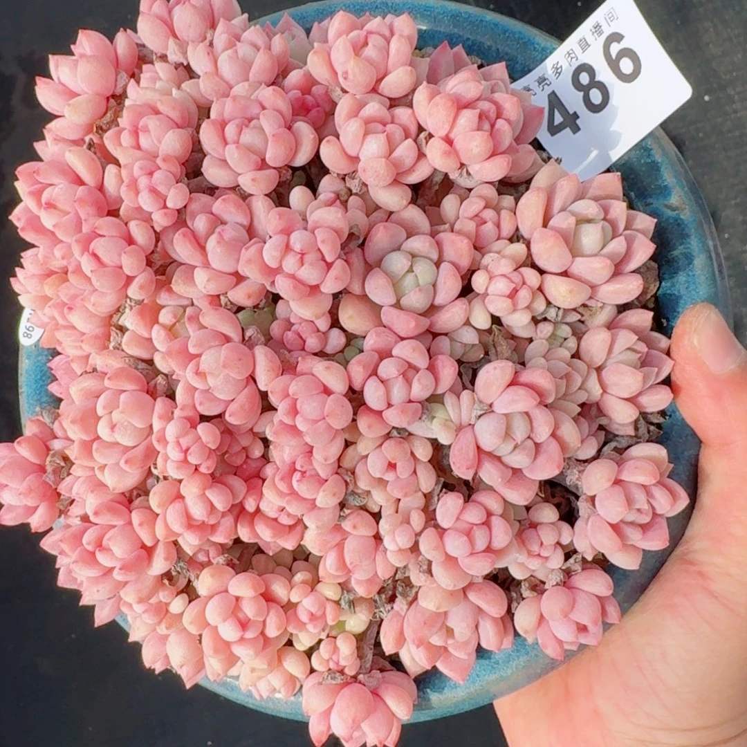 粉蔓群生      愿你一路坦途，乘风破浪展宏图