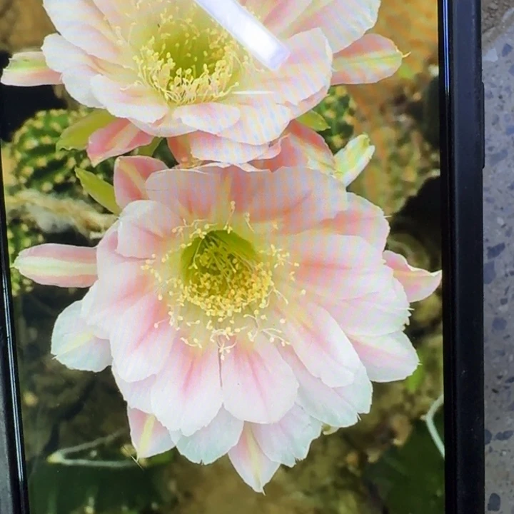 45丽花绿姬歪3公分左右无根侧牙小，20包邮