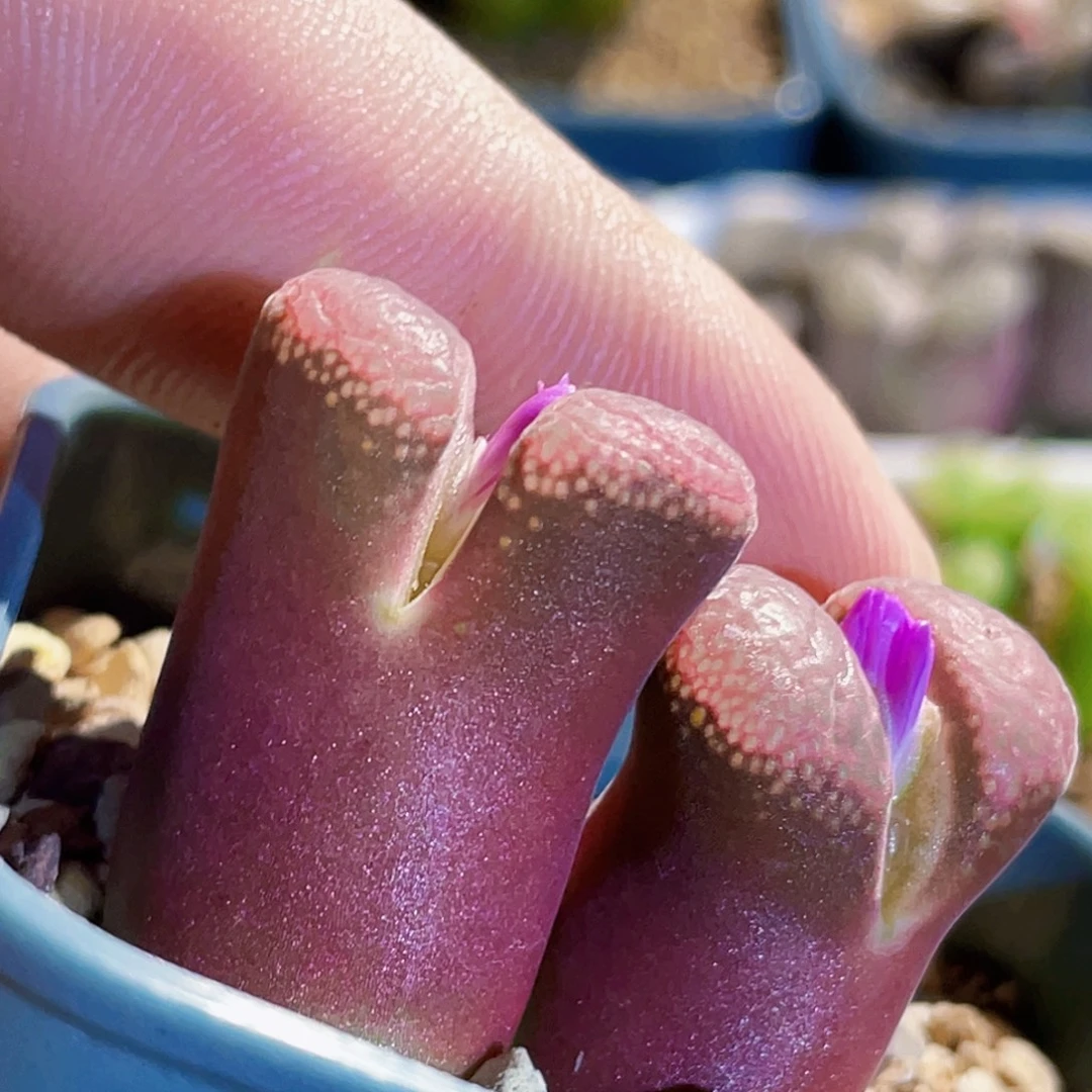 双头恩东风铃植物一物一拍