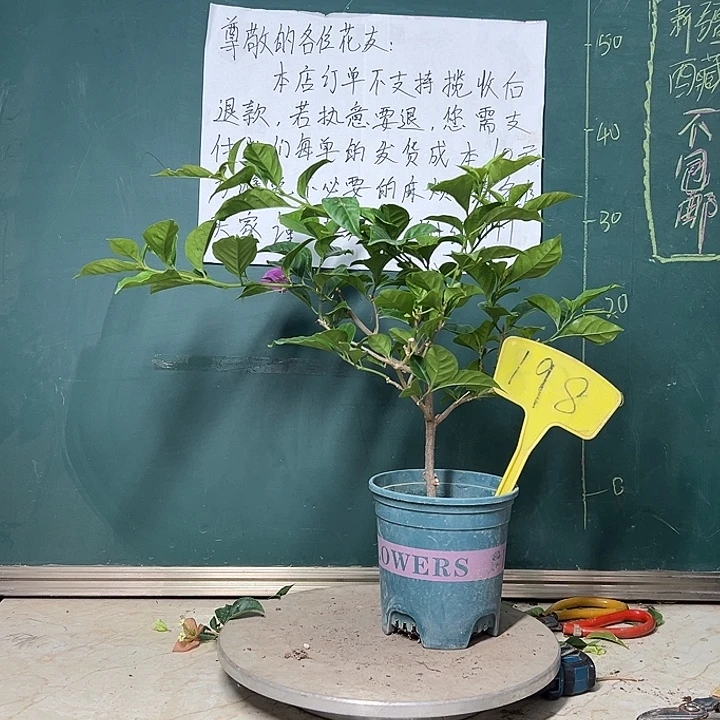 完全开放六翼天使 198