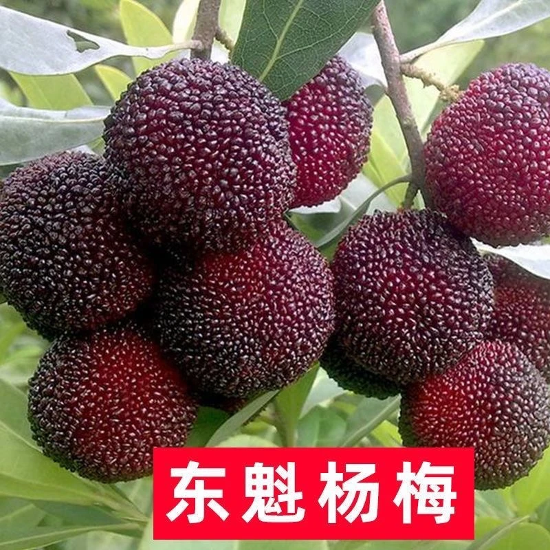 东魁杨梅树树苗正宗嫁接黑炭杨梅树树苗南北方种植盆地栽当年结果