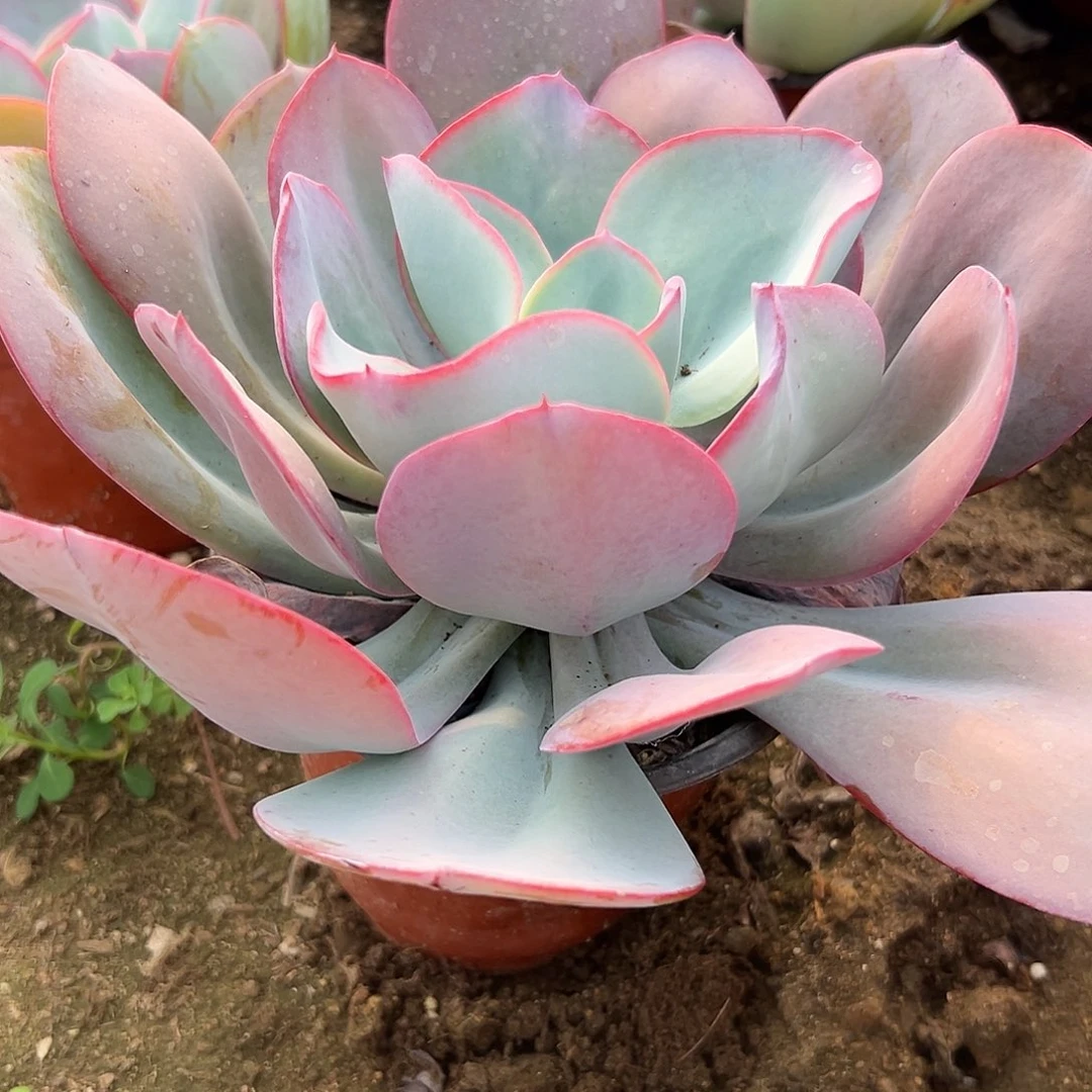多肉植物布鲁克林蓝