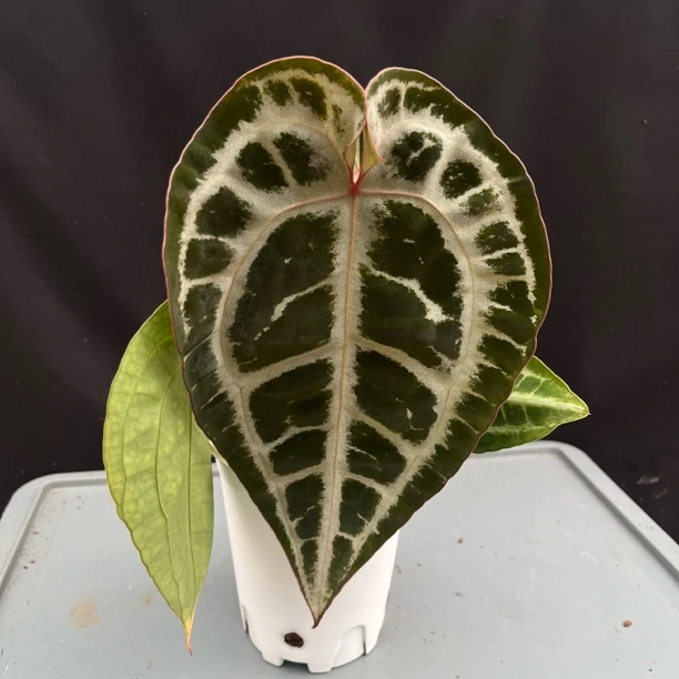 天鹅之吻 花烛热植