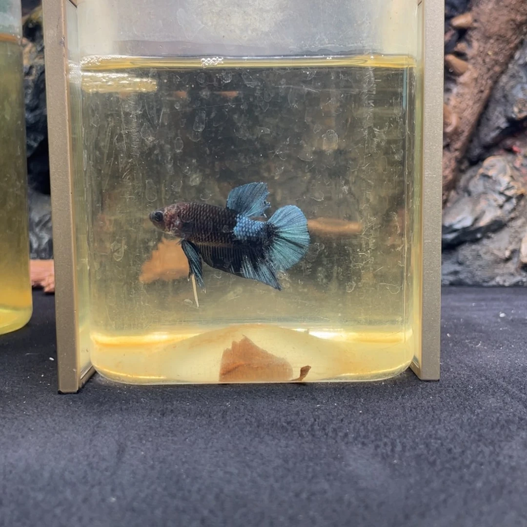 斗鱼十一月二十一日竞价