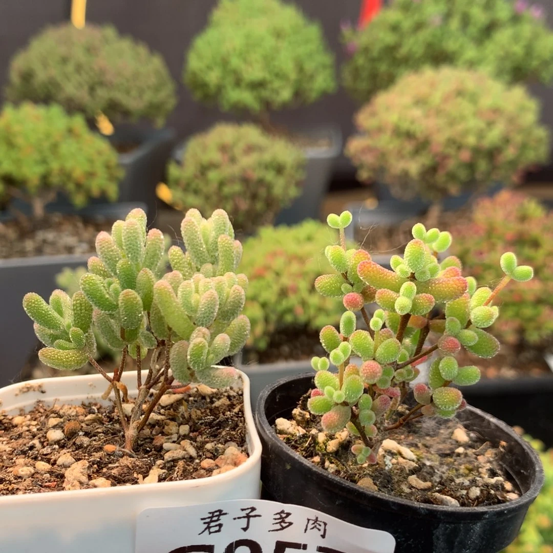 957冰糖锦实生糖球。