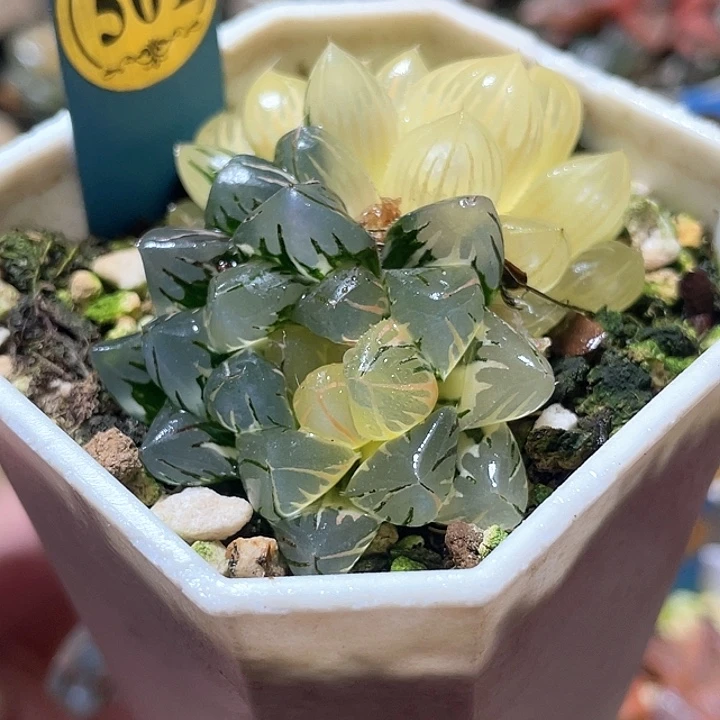 501双头水中月锦特选福利
