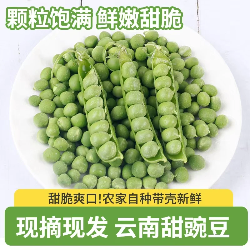 云南大理高山露天种植水果甜豌豆炒菜生吃现摘现发1/3/5场地直发