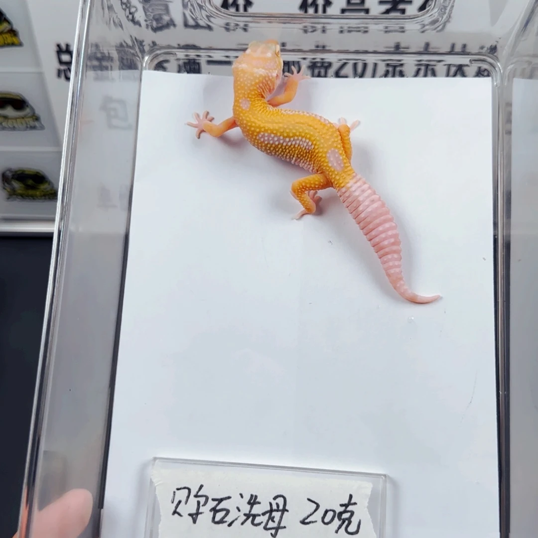 豹纹守宫贝尓石洗妹妹