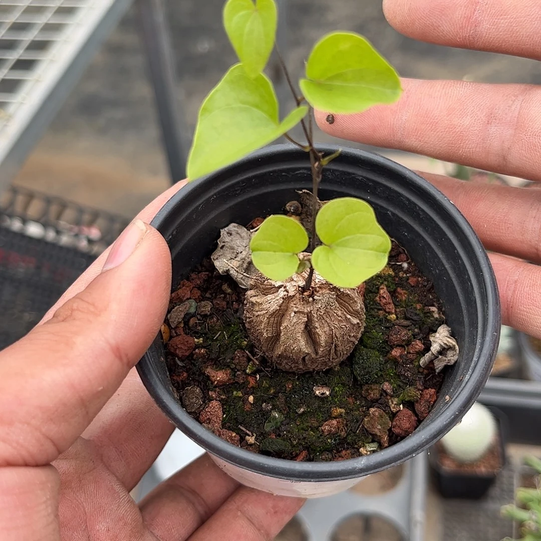 崔***慈110358一物一拍单头