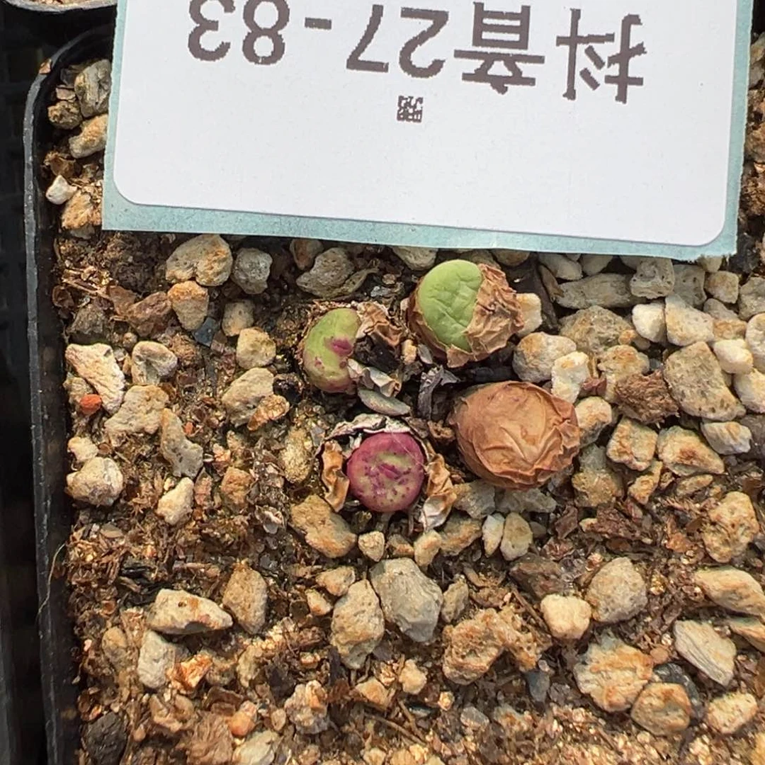 27-83红嘴多肉植物,