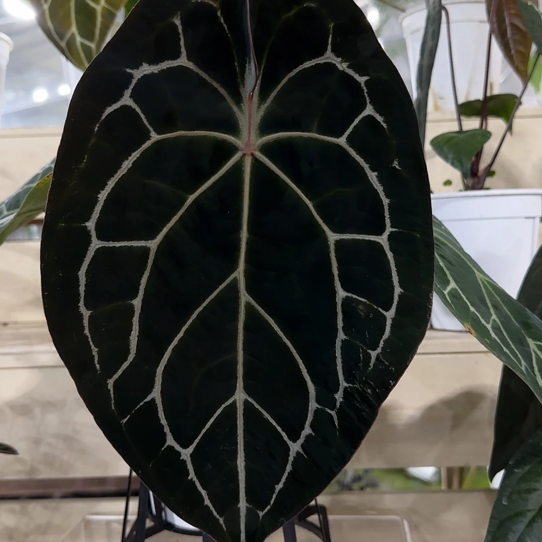 无花朵红水晶杂蜘蛛盾