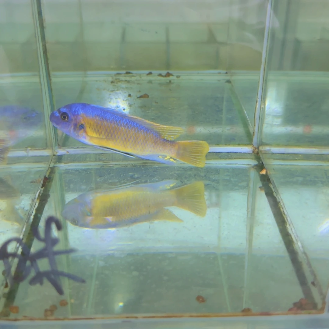 海水鱼407-卡丑，306-杰罗焦，320-红勾，335-大骷髅