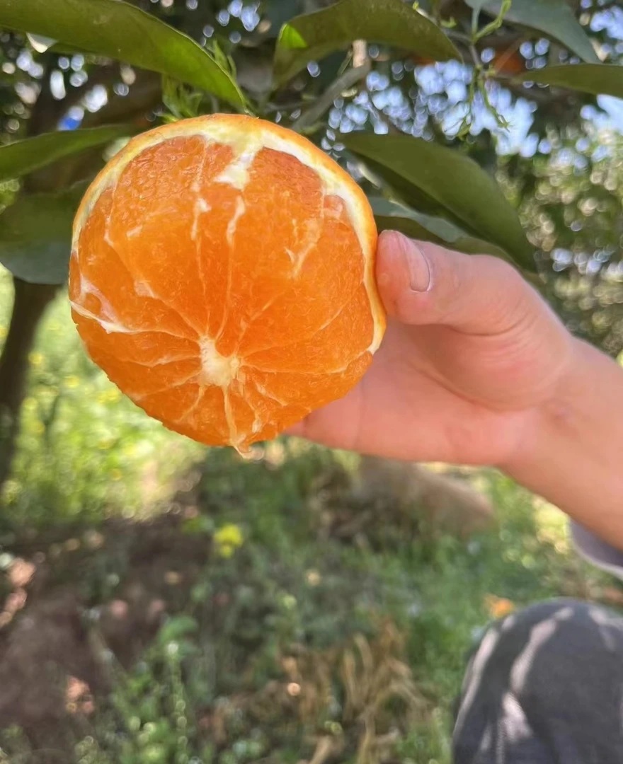 四川眉山青见之乡产地直发青见果冻橙当季枝头晚熟鲜果