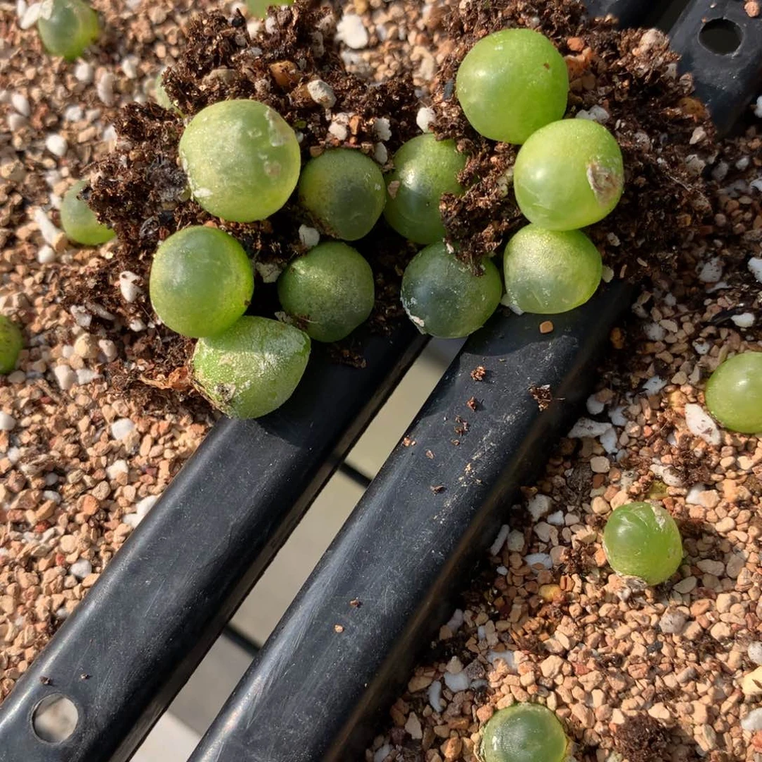 a290大王拉登10颗