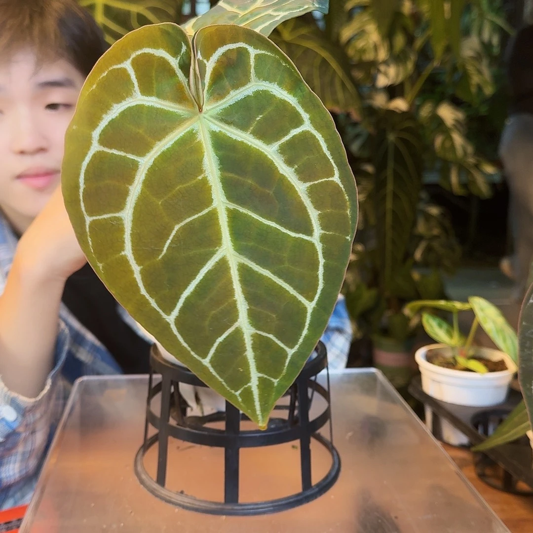 完全开放A86小钻石杂米歇尔