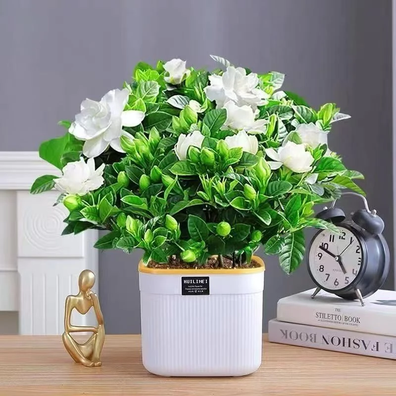 牡丹栀子花【带花苞】四季开花盆栽室内阳台绿植