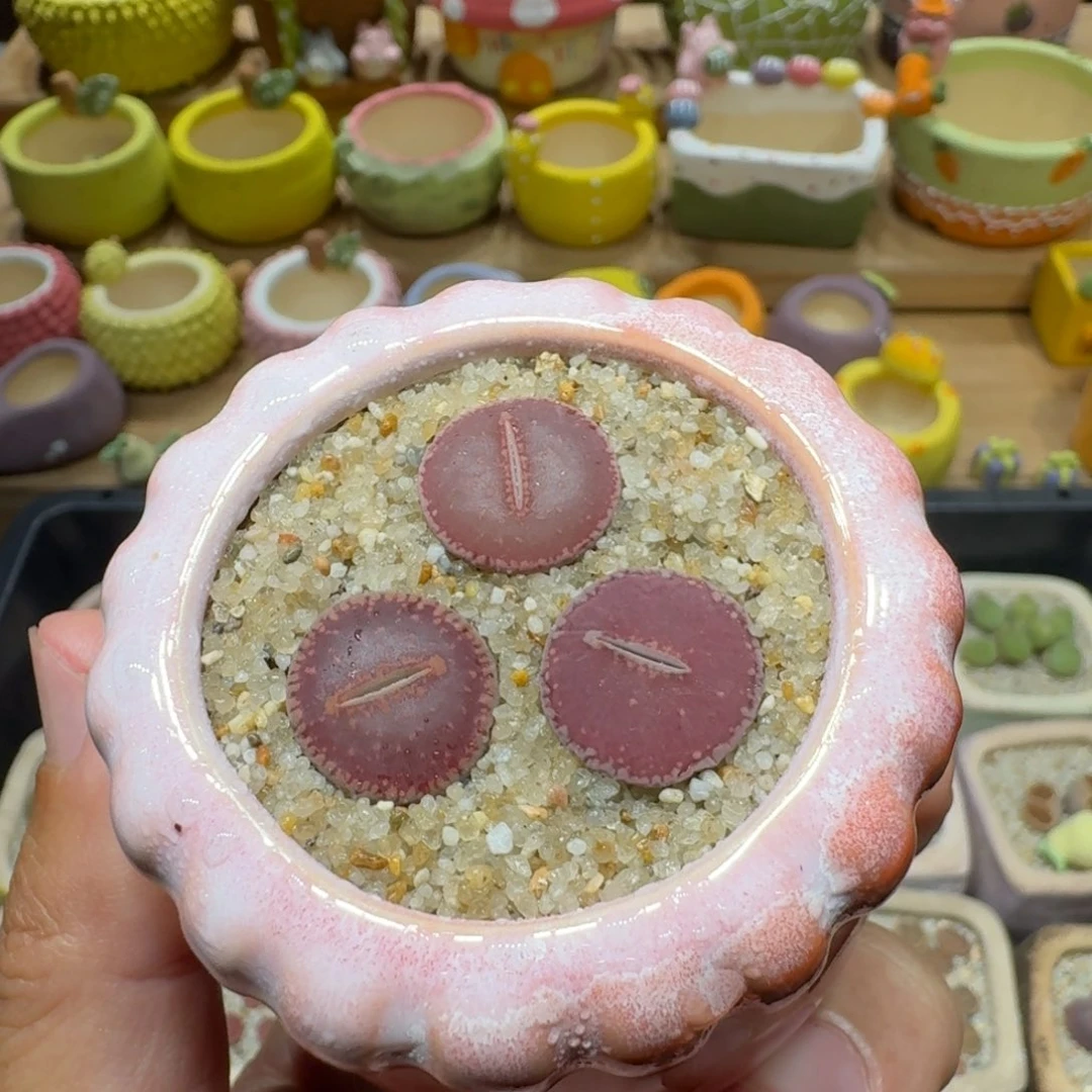 蘑菇245ko多肉植物