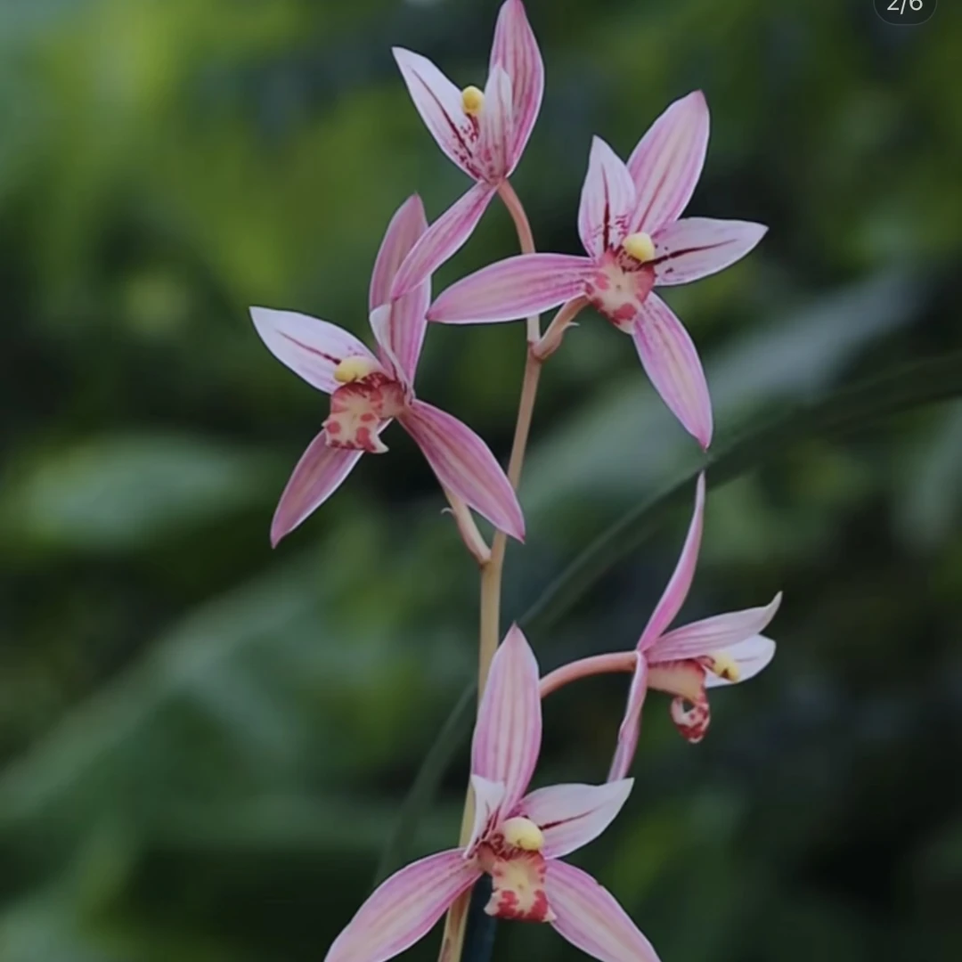 【市长红】建兰八大名品  盆栽桌面绿植