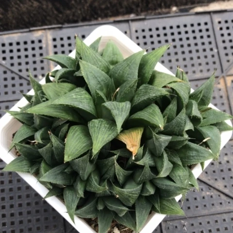 寿群带盆发货哈哈哈哈哈