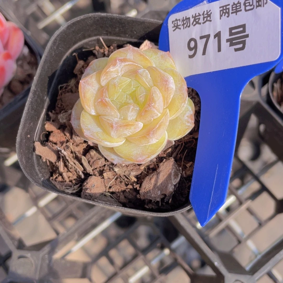 971号冰心钻石珍妮