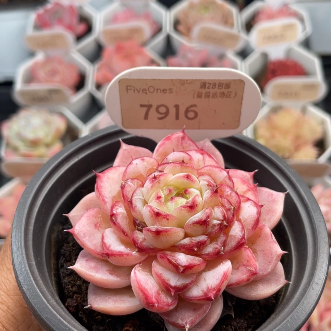 天鹅绒7916-6.5厘米