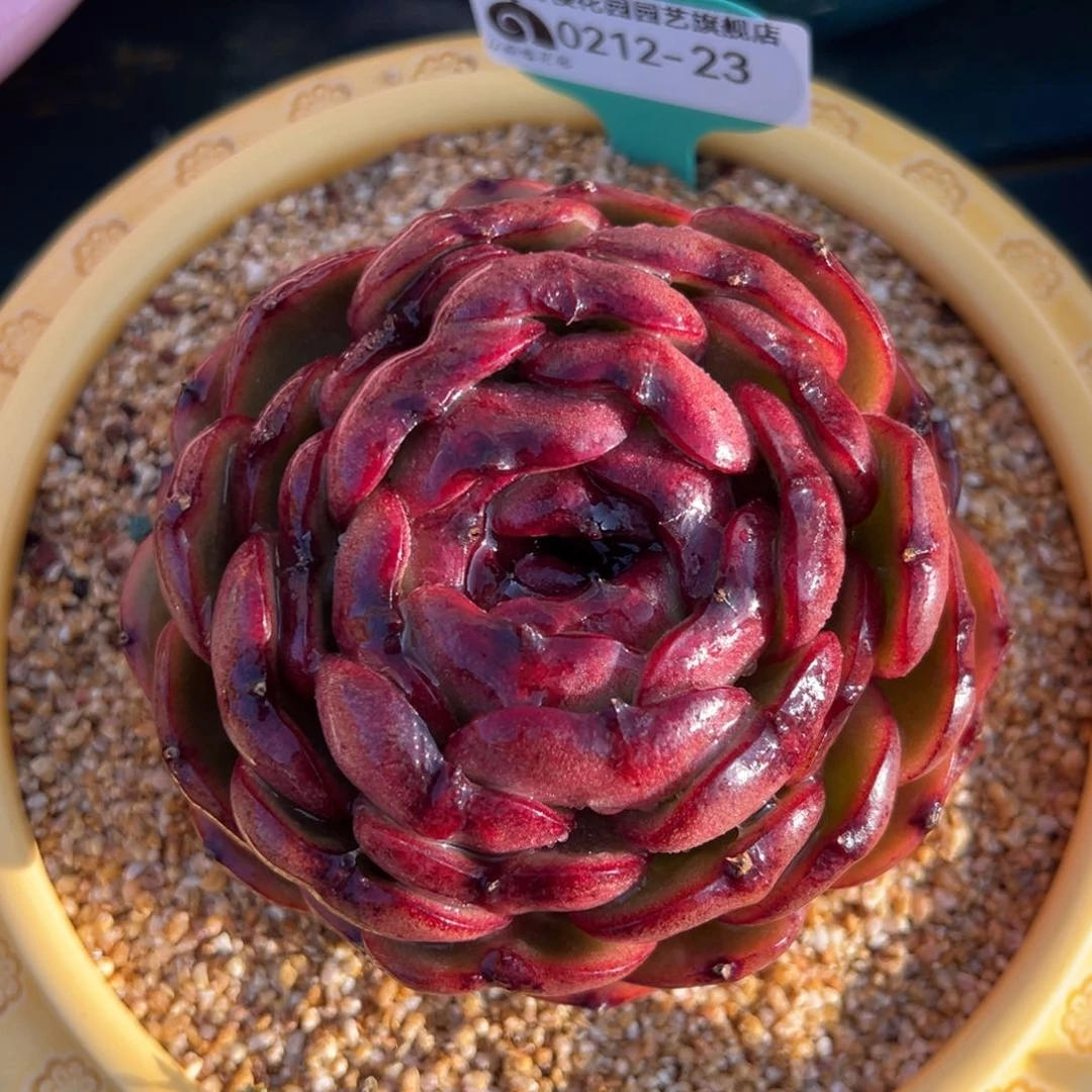 从前慢多肉精选编号0212.23带盆