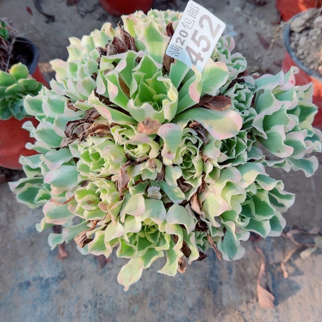 雨花石452满20包邮断枝不包