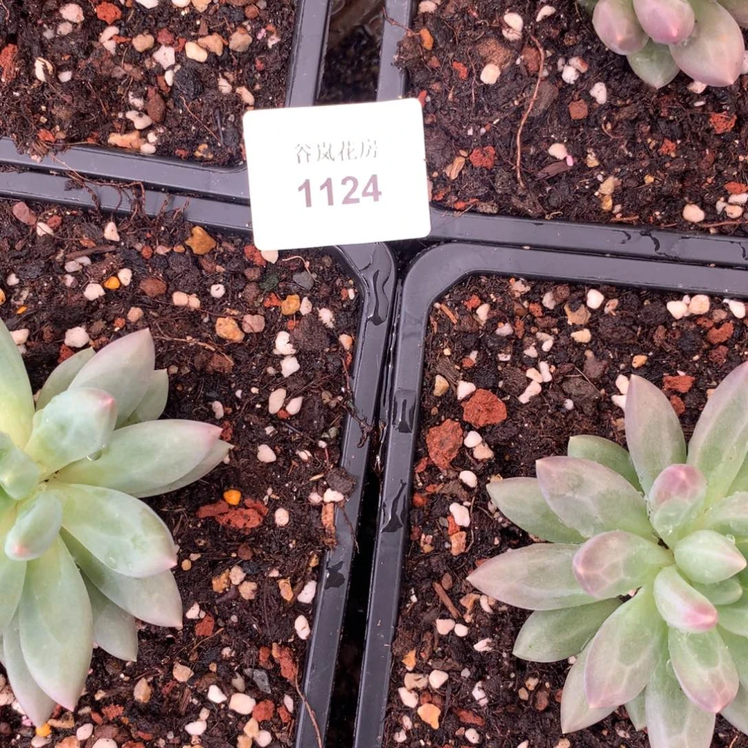 1124寄养，9月10好起发，三颗一组，随机配货