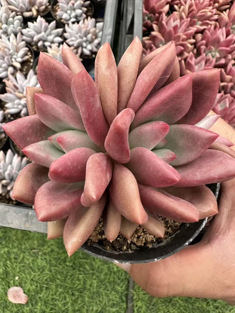 80#2-3头桃花源（5-7cm）脱土