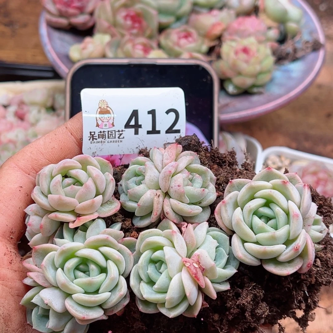 多肉植物多肉植物