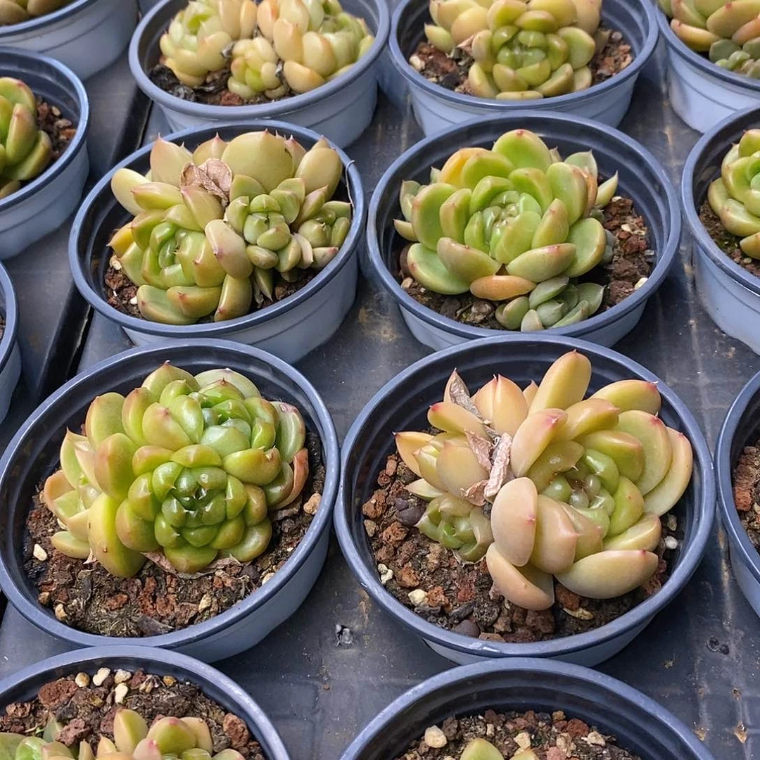 团。多头皮埃拉珍妮。福利多多