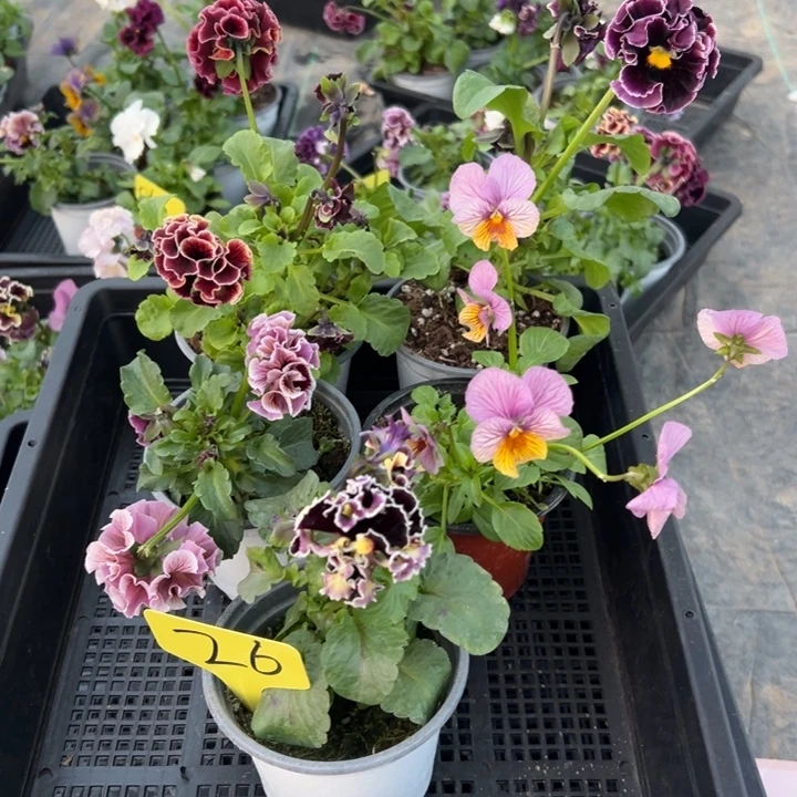 完全开放5盆角瑾26号无售后