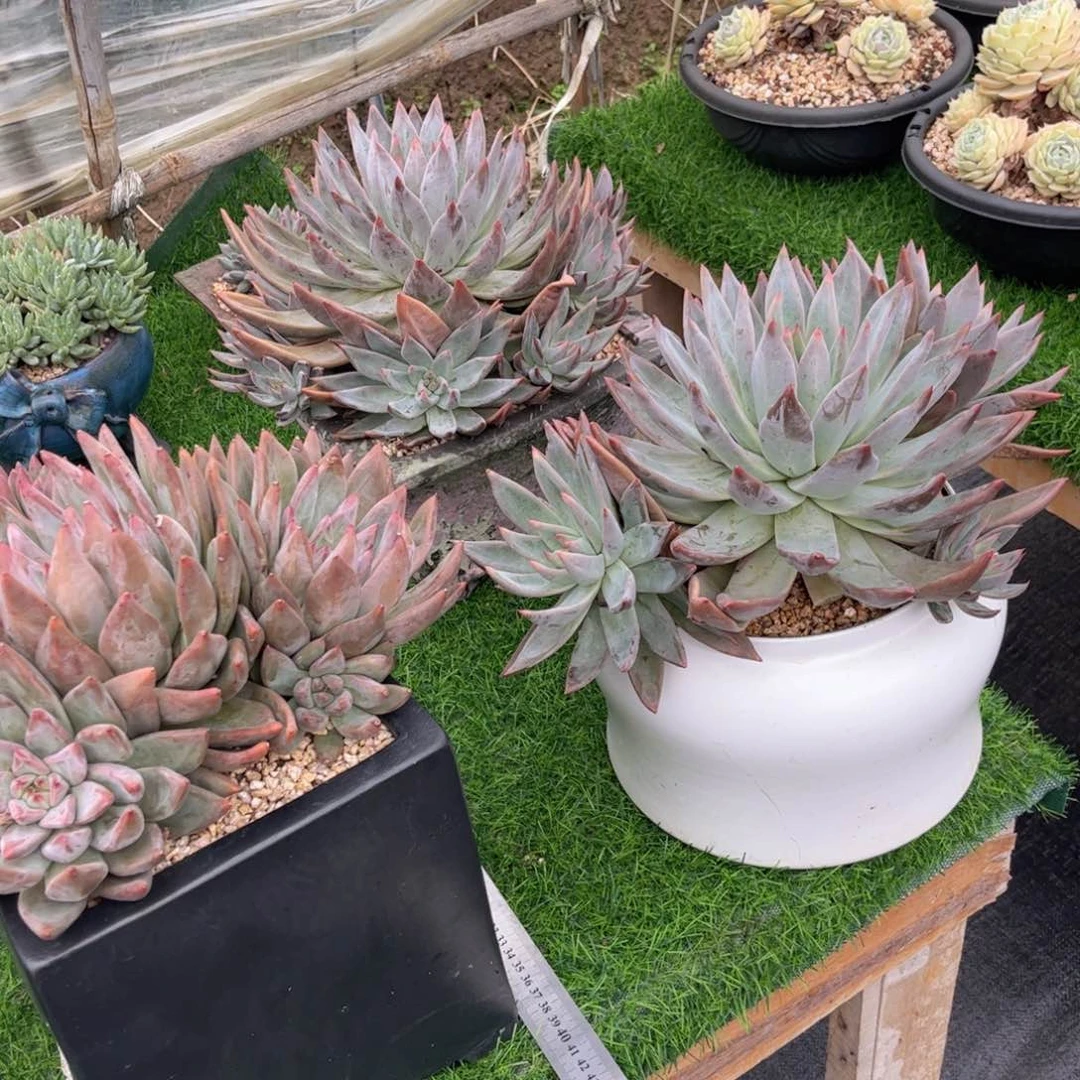 无花朵源****?友家多肉一物一拍