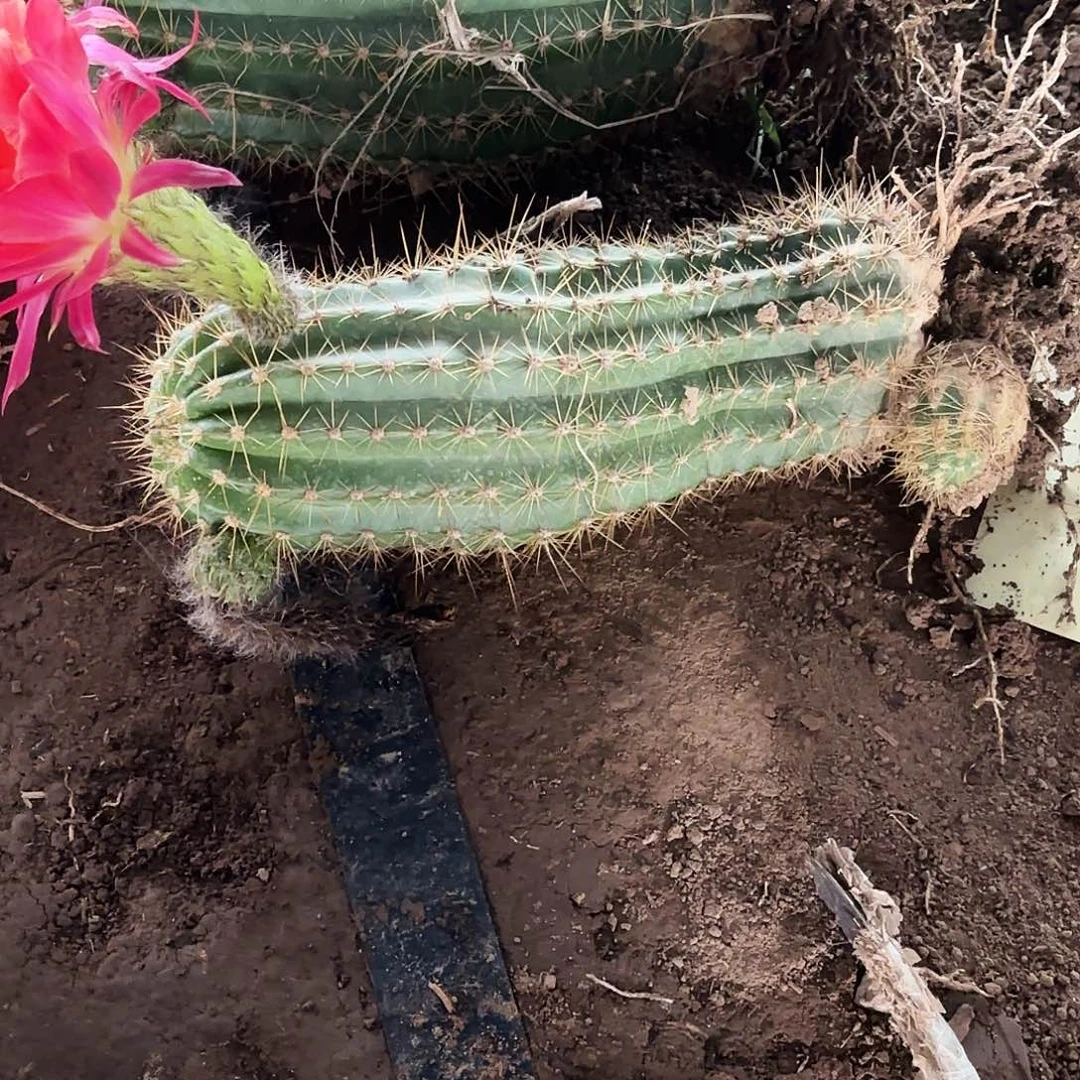 110 毛花柱带根瑕疵