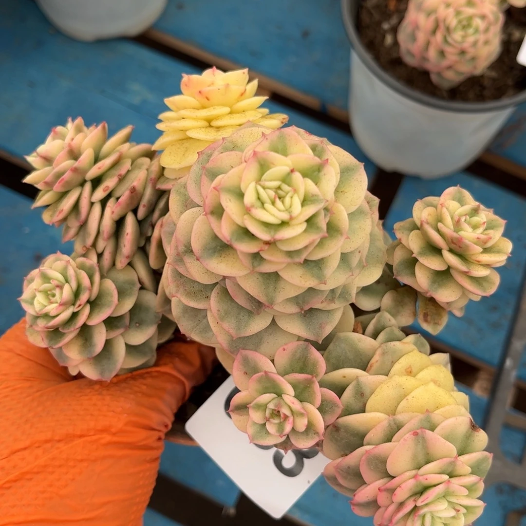 063号新疆西藏内蒙古不包邮