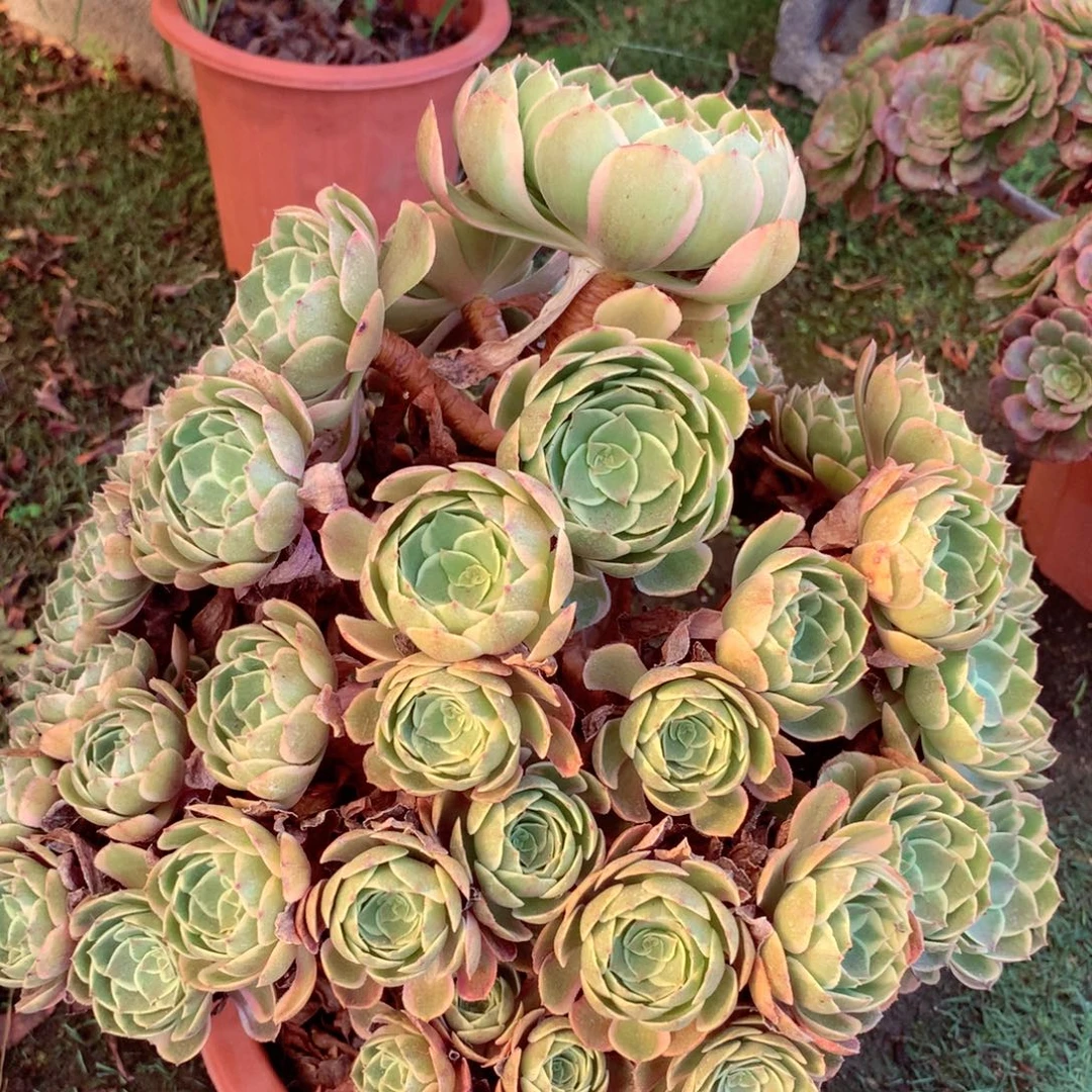 粉花妖老桩，多肉植物