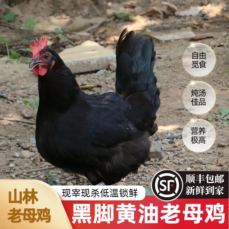 大别山农家生态散养2年黑脚老母鸡土鸡新鲜顺丰包邮